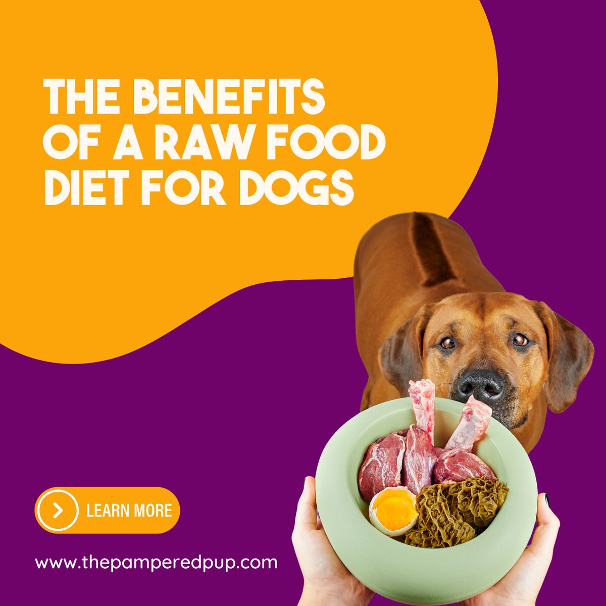 The Pampered Pup tweet media