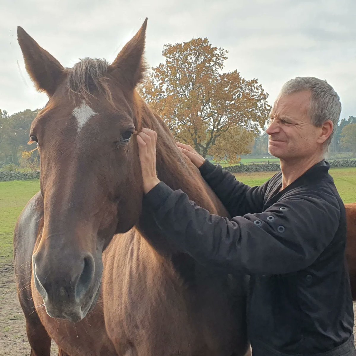 🥰🥰🥰Viola Silas🥰🥰🥰
#stallfredrikpersson #heidelbergmaterials #trav #häst #stjärna #violasilas #sto #avelssto