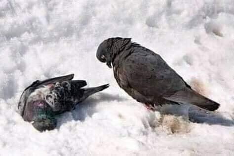 "ولا تحسبن الفراق هين .!"