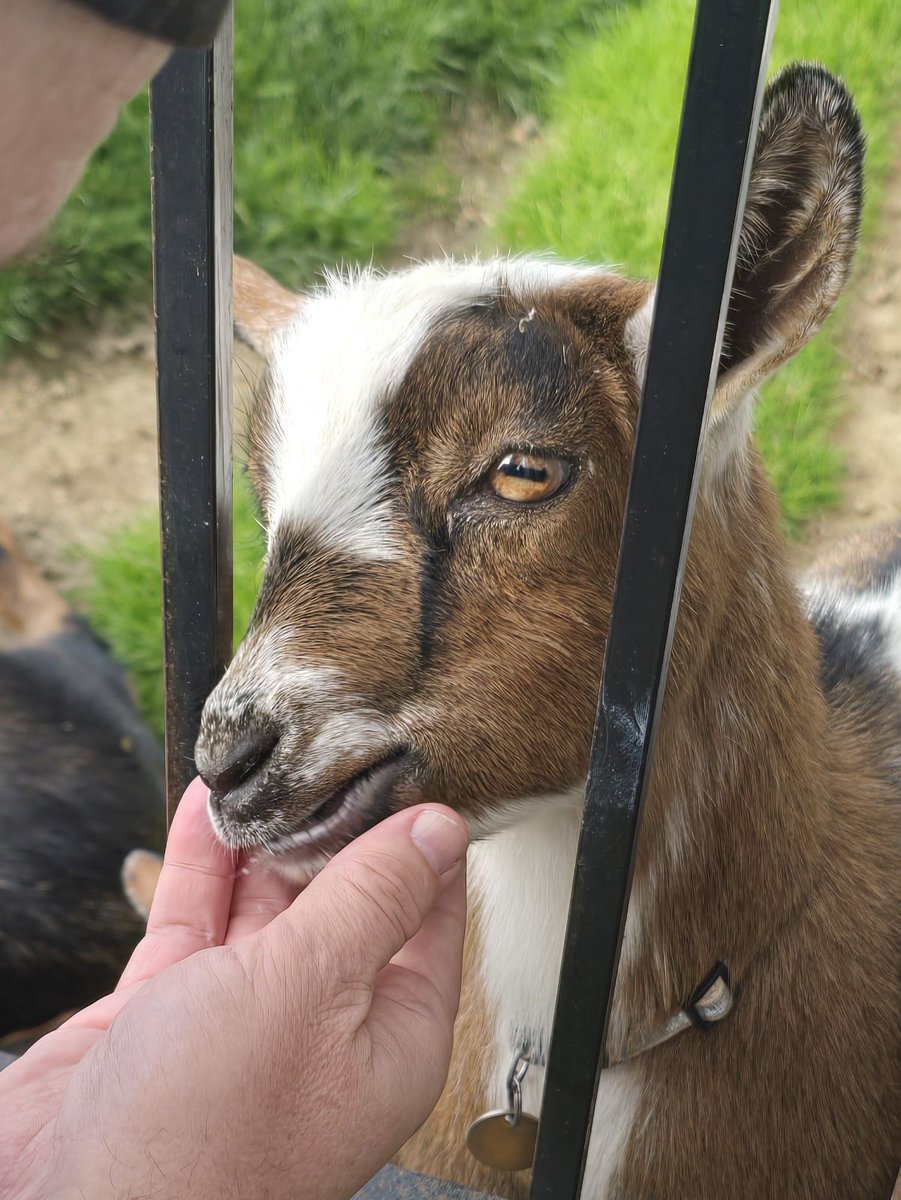 GSn04401's tweet image. The #adventureday continued this afternoon with a trip to one of our favorites..Treworgy Orchards in Levant. We got more honey crisp apples, 2 boxes of apple cider donuts and I got to play with their goats. 😁 #getoutside #goatfriends #mainethings