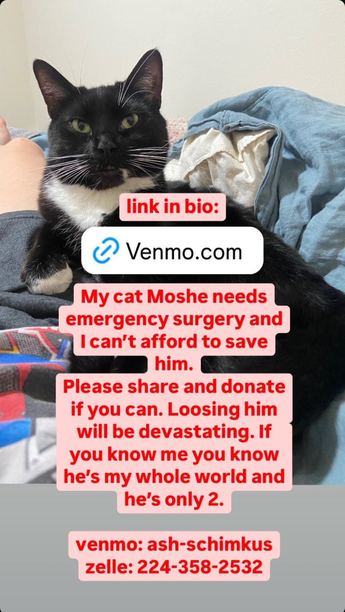if you’ve seen <a href="/dimension20show/">Dimension 20 🎲</a> you’ve likely seen some amazing work from an incredible art team member, Ash. Ash has a beloved cat who needs an $8k emergency surgery to save his life. if you can donate anything PLEASE do. info in the photo, or on instagram @/dykesarekosher