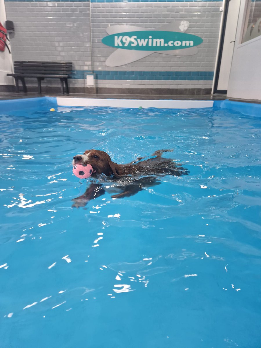 Had a splashing time at k9swim  <a href="/CommHappyDogs/">Community Happy Dogs</a>
