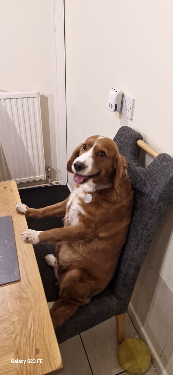 When you get the chance to eat at the table,take it. <a href="/CommHappyDogs/">Community Happy Dogs</a> <a href="/Dogsoftwiter/">Dogs Of Twittër</a>