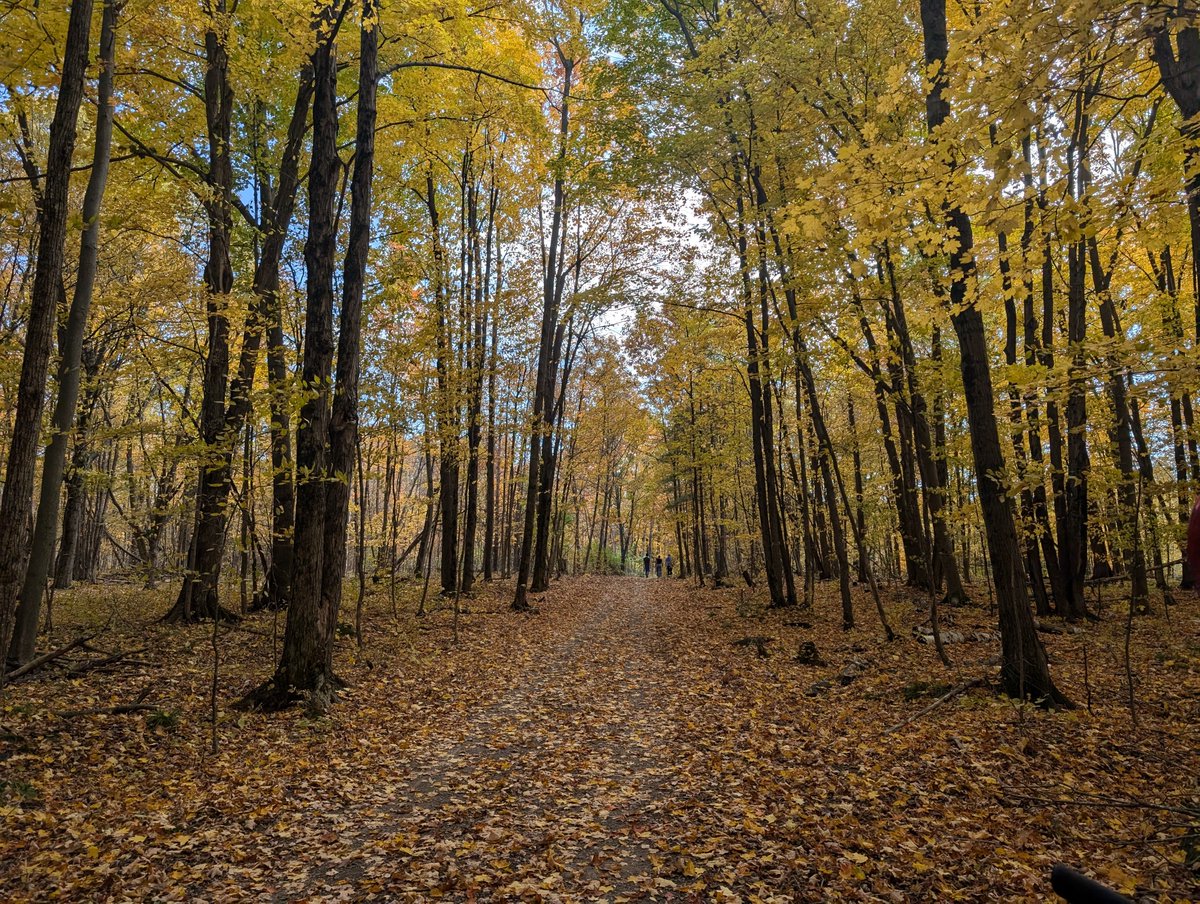 Lamespotting's tweet photo. Fall Foliage on NCC Trail 24 https://t.co/MBIope1zxJ