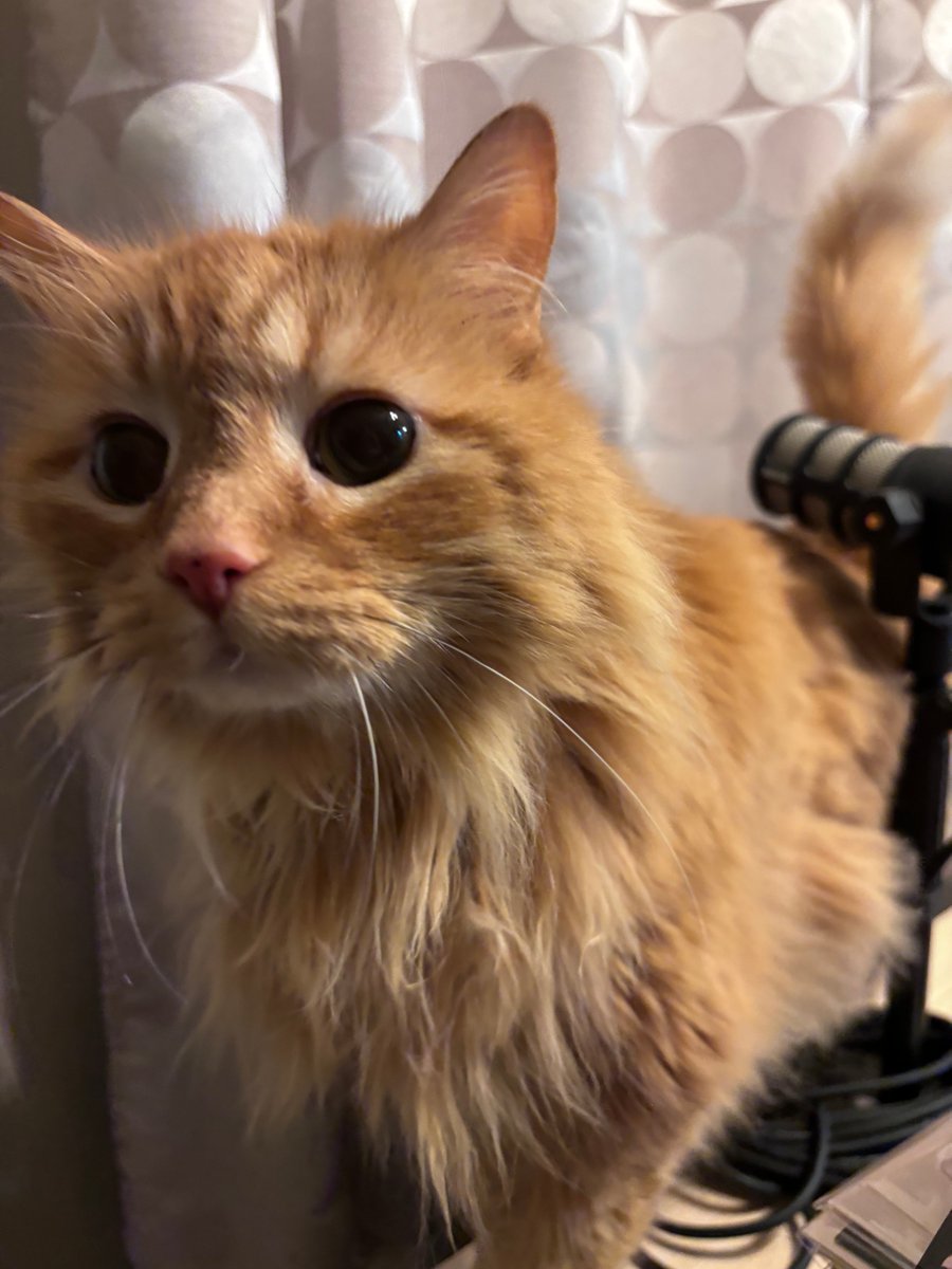 Intern Squee would like to remind you we have a weekly stream about our the new releases of the week every Tuesday at 8:10pm!