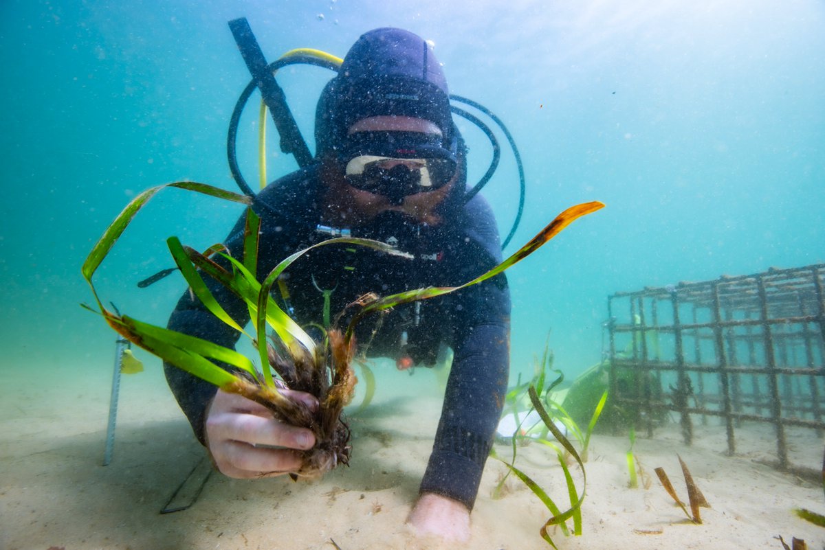 Great Southern Reef Foundation tweet media