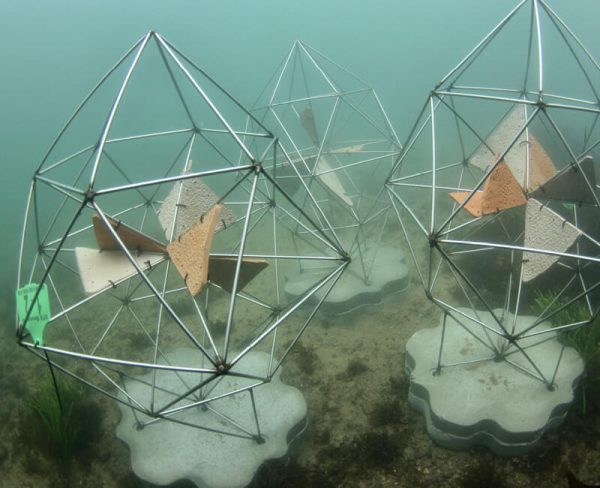 Great Southern Reef Foundation tweet media