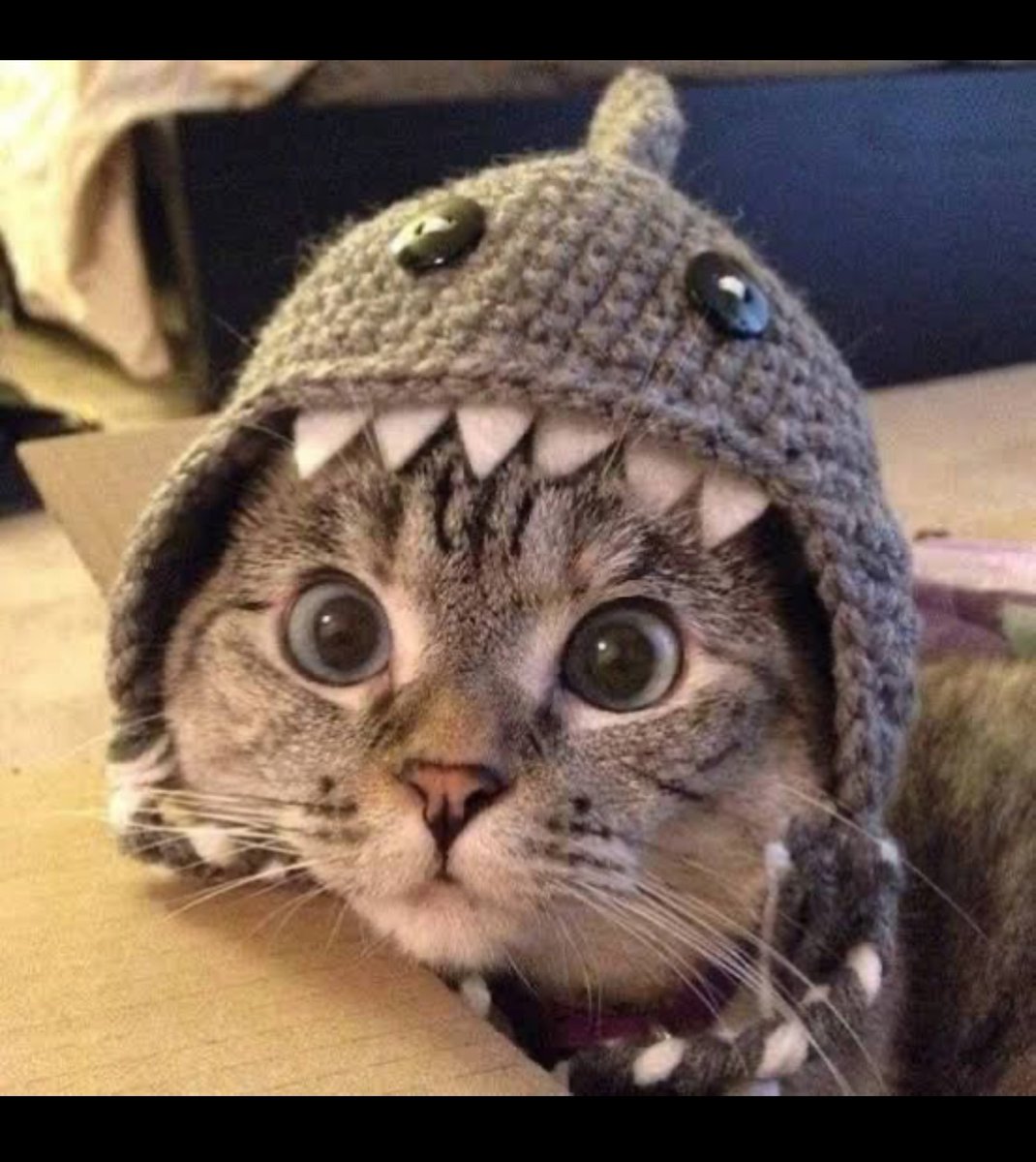 BIG POMPA 🦈🐱 tweet media