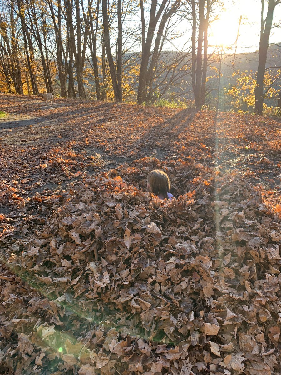 OldHollowTree's tweet photo. Make your child a pile of leaves to jump into. https://t.co/n7qgjbqDmt