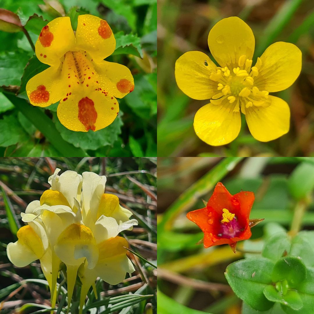 Alex Scott Fairley 🏳️‍🌈 🇦🇺🏴󠁧󠁢󠁳󠁣󠁴󠁿🇪🇺 tweet media