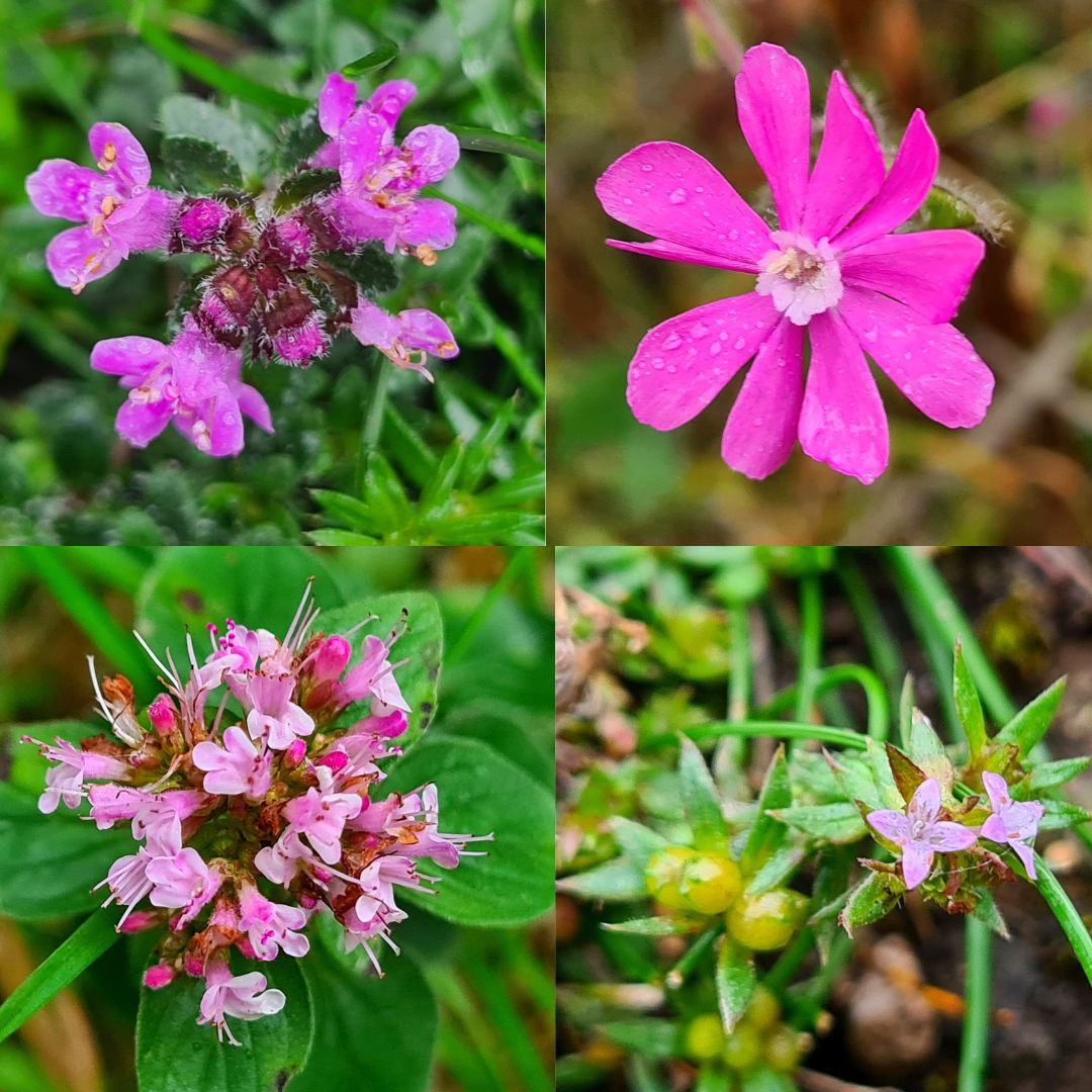 Alex Scott Fairley 🏳️‍🌈 🇦🇺🏴󠁧󠁢󠁳󠁣󠁴󠁿🇪🇺 tweet media