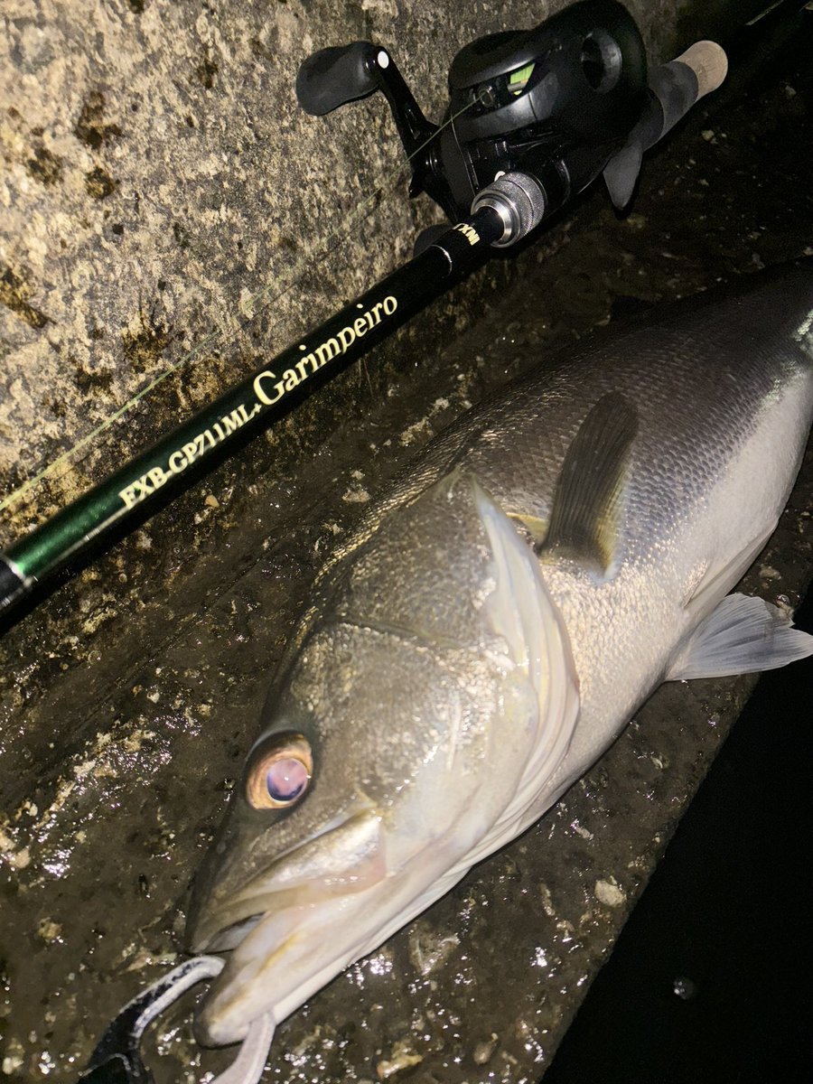 yuuki08031214's tweet photo. 65〜70サイズが多く、引きも強く楽しめました！
＃Fishman_BC 
＃inxlabel_jp 
＃apia_spartas 
＃Shimano_Fishing 
＃ガリンペイロ https://t.co/kTMrhKtxH0