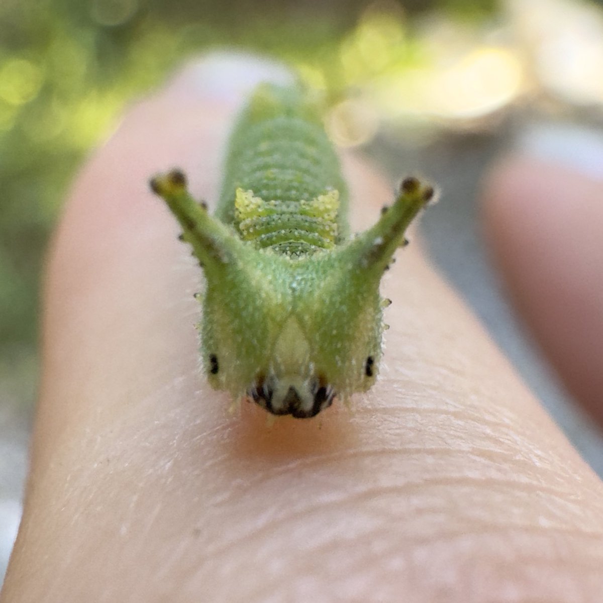 いまだにこれが幼虫なの理解できない
ただのキャラクターじゃん…