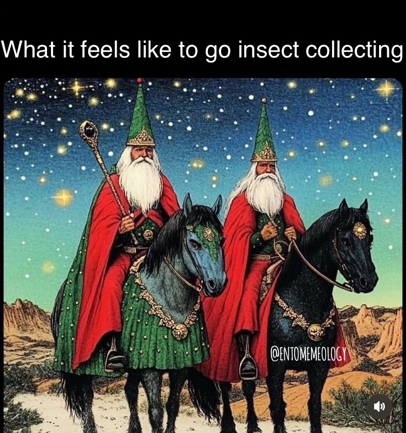 Entomemeology tweet media