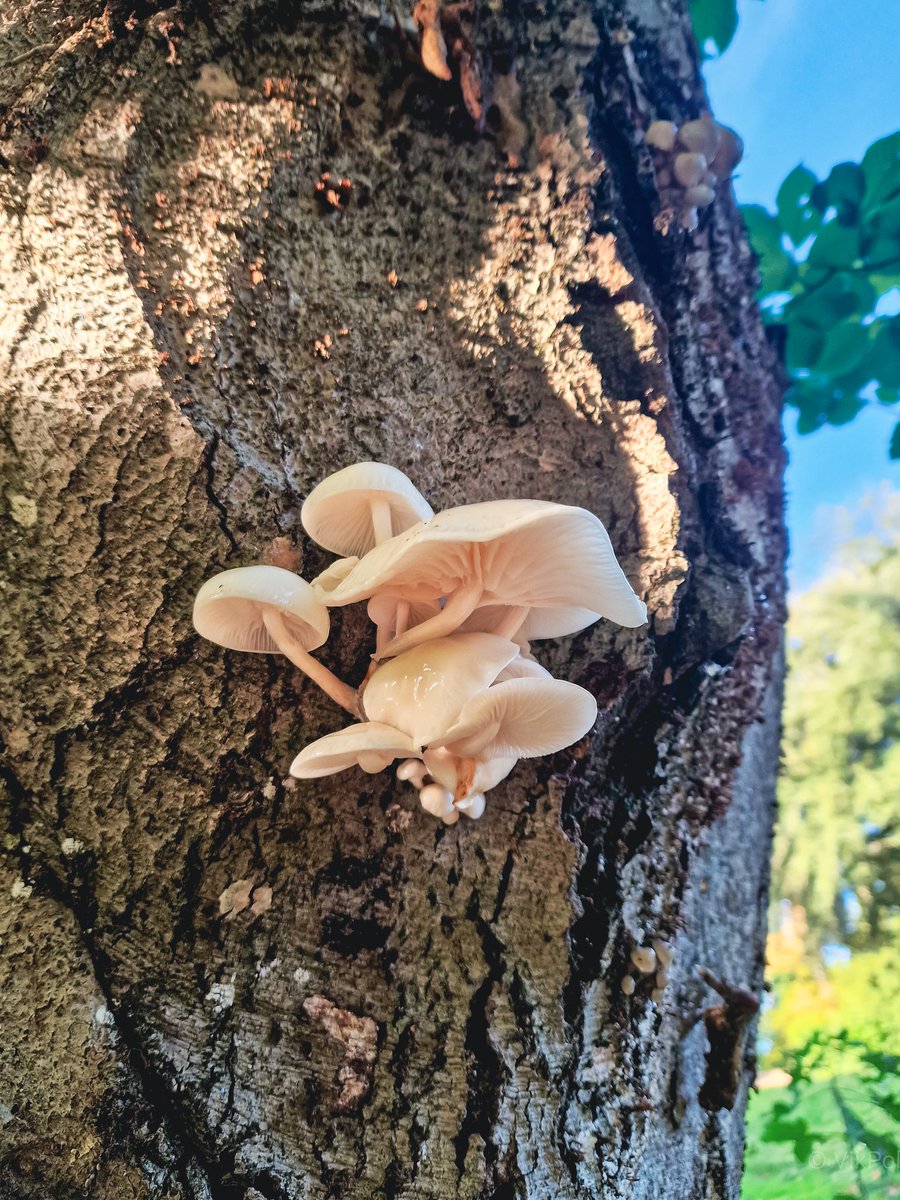 ViktorPolic's tweet image. A Sunday walk catch.
#mushroomhunting #fungi #NaturePhotography