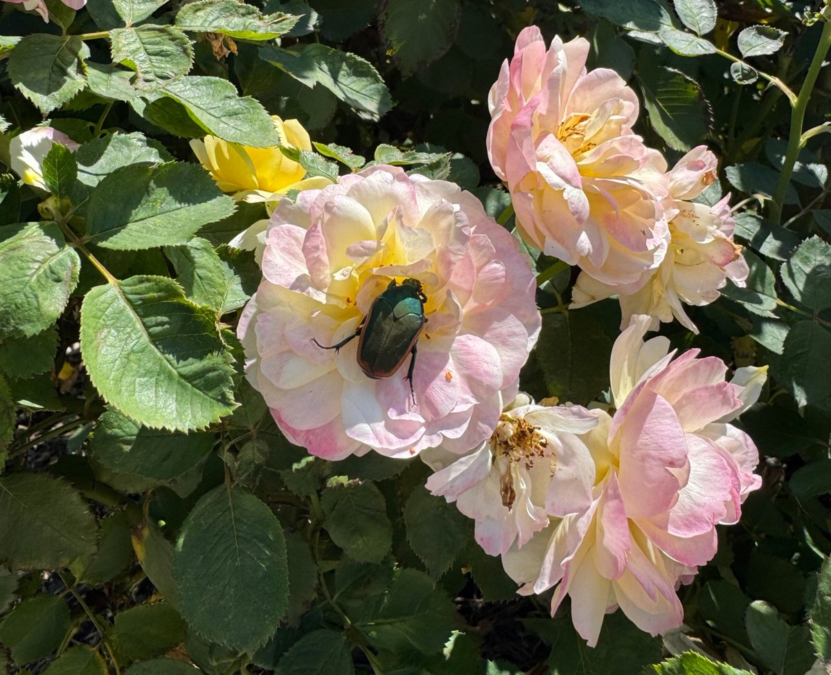 inkbitspixels's tweet image. Taylor Swift bypasses the publishing industry (This week in books) 
buff.ly/3BL2rC3