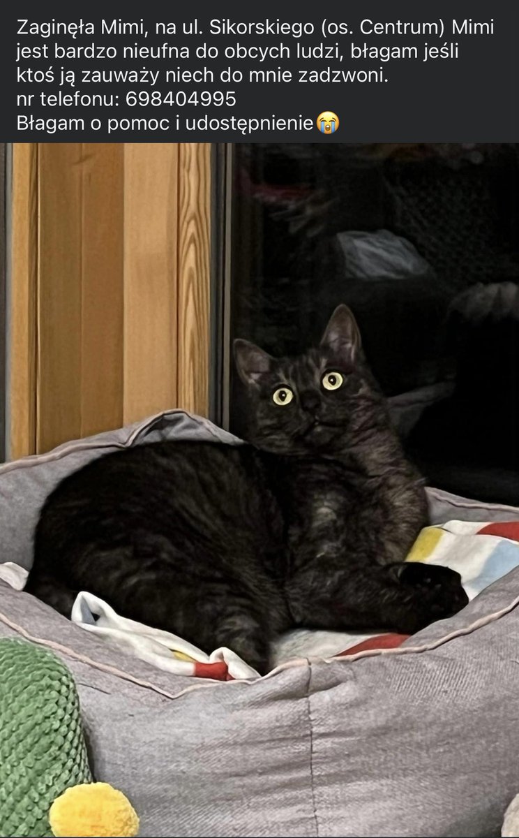 Zaginęła moja kotka, szansę na to, że są tu osoby z Ostrołęki są raczej nikłe ale muszę spróbować. Błagam o RT, może zdarzy się cud i Mimi wróci do mnie, cała i zdrowa 😞❤️