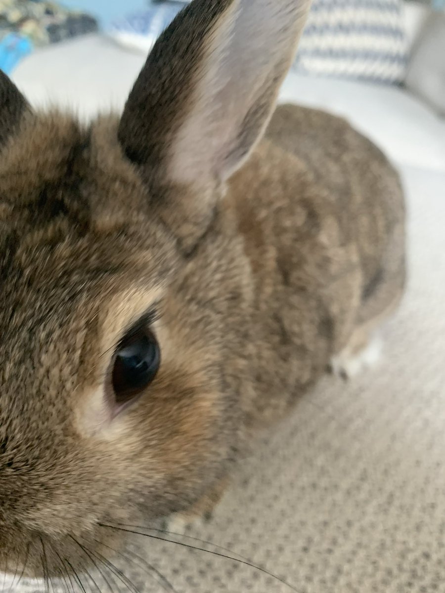 Muffin Man tweet media