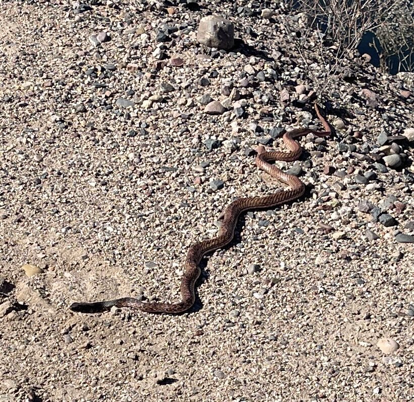 PieroFioravanti's tweet photo. Cool things you see when you ride a #gravelbike   #Eagle #redsnake https://t.co/x4QyiOIPc3