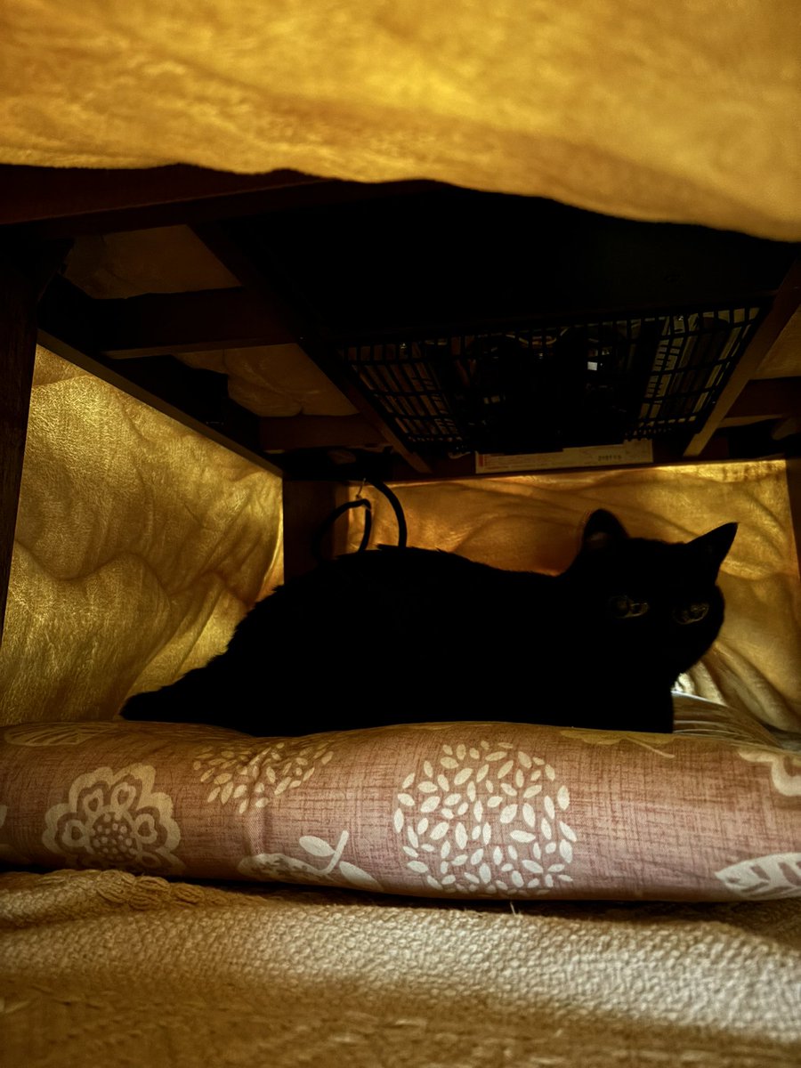 おはようあさり🐈‍⬛