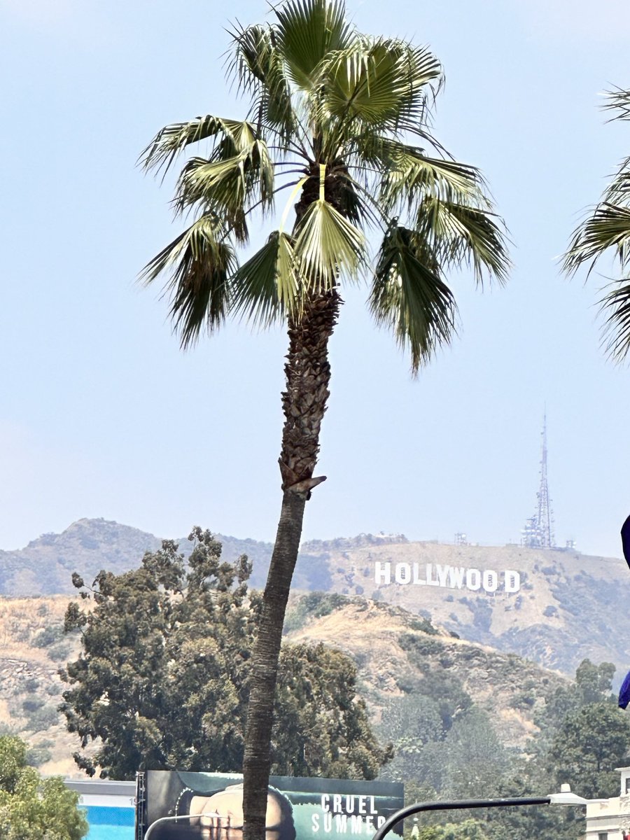 #Hollywood #California