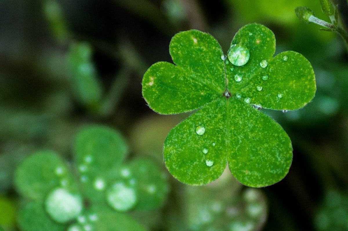 Vestkysta's tweet photo. Happy Monday….&amp; Enjoy your New Week .
💚💚💚💚💚💚💚💚💚💚💚💚 https://t.co/g8N1gprAbj