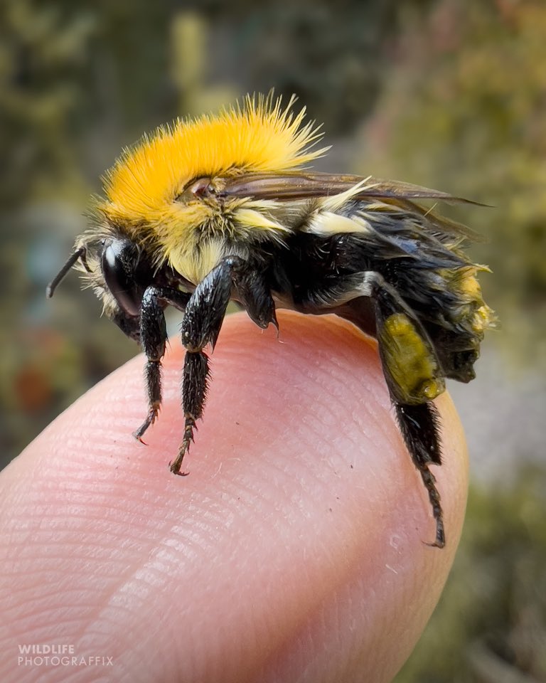 marcouccellini_'s tweet image. Rescued a Common Carder Bee from drowning in the garden pond. After ten minutes of grooming, it was airborne once again!🐝😍

#BeeFriendlyGarden #SaveTheBees #PollinatorPower 
#SaveTheBees #naturelover #NatureOnMyDoorstep #TwitterNatureCommunity #bees 
@WTBBC
