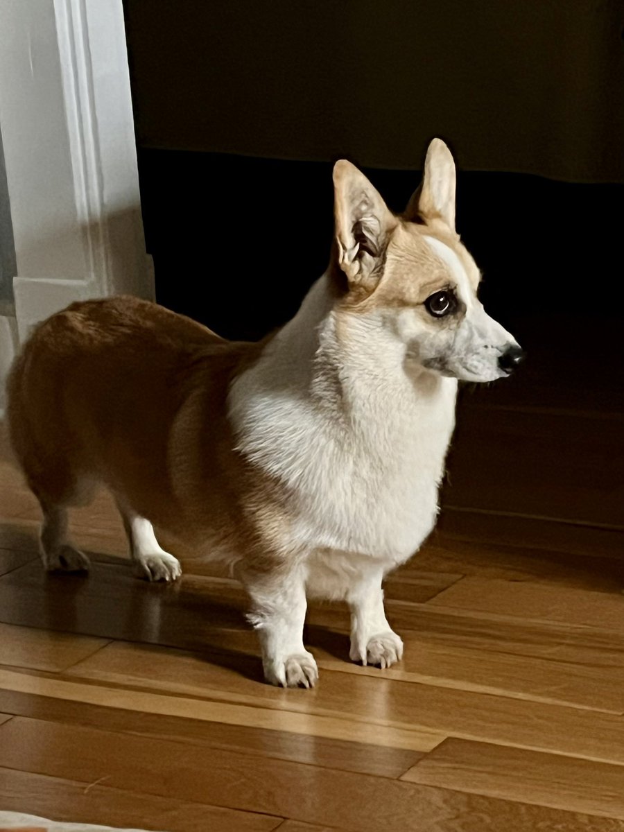 Candi_Corgi's tweet photo. #CorgiCrew #love }#Corgi #Beautiful #puppylove https://t.co/8F8a5dXb9k