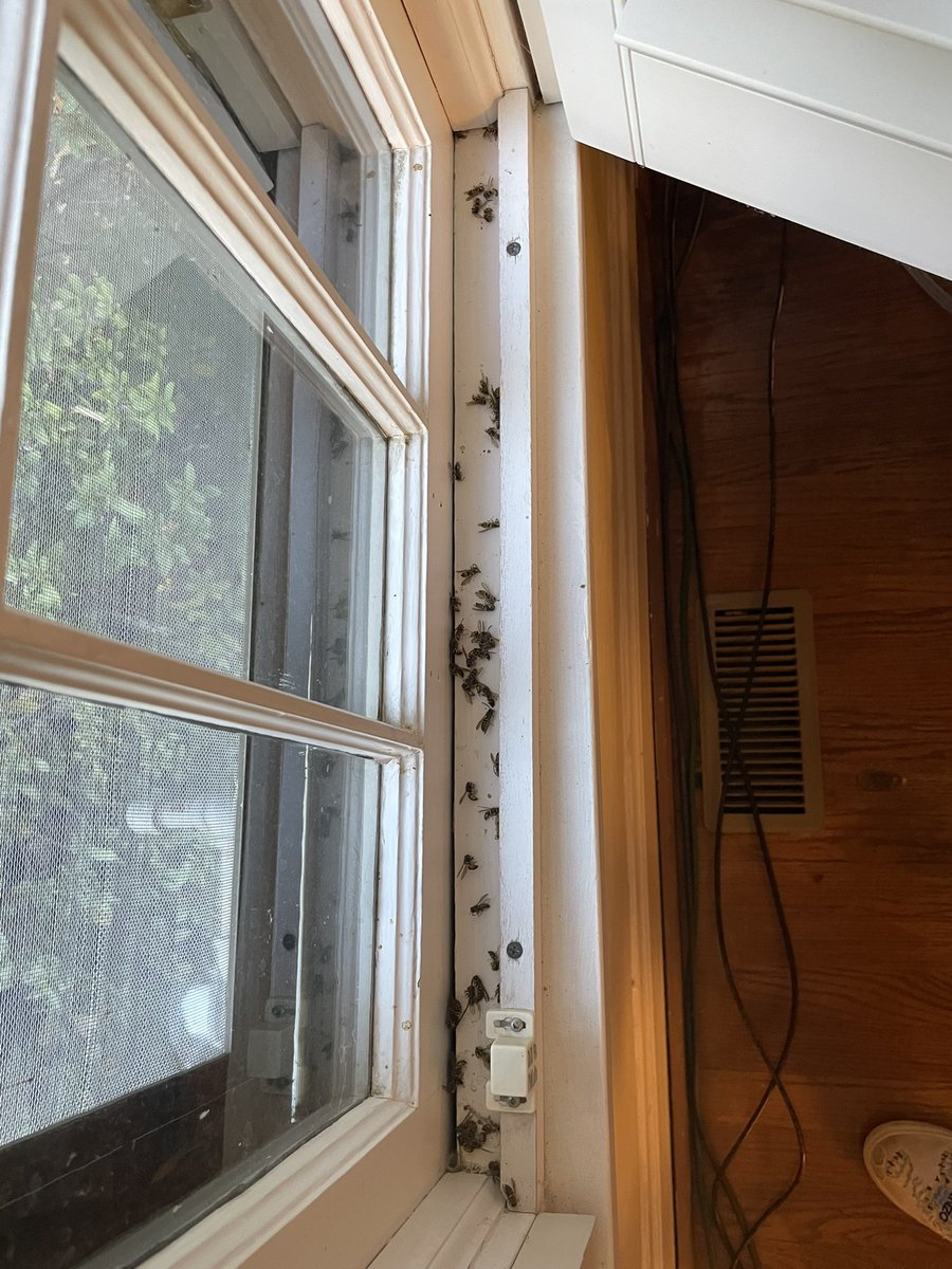 Dellebo's tweet photo. Dead bees in my moms window only mildly freaking out https://t.co/oXGF2AdUqA