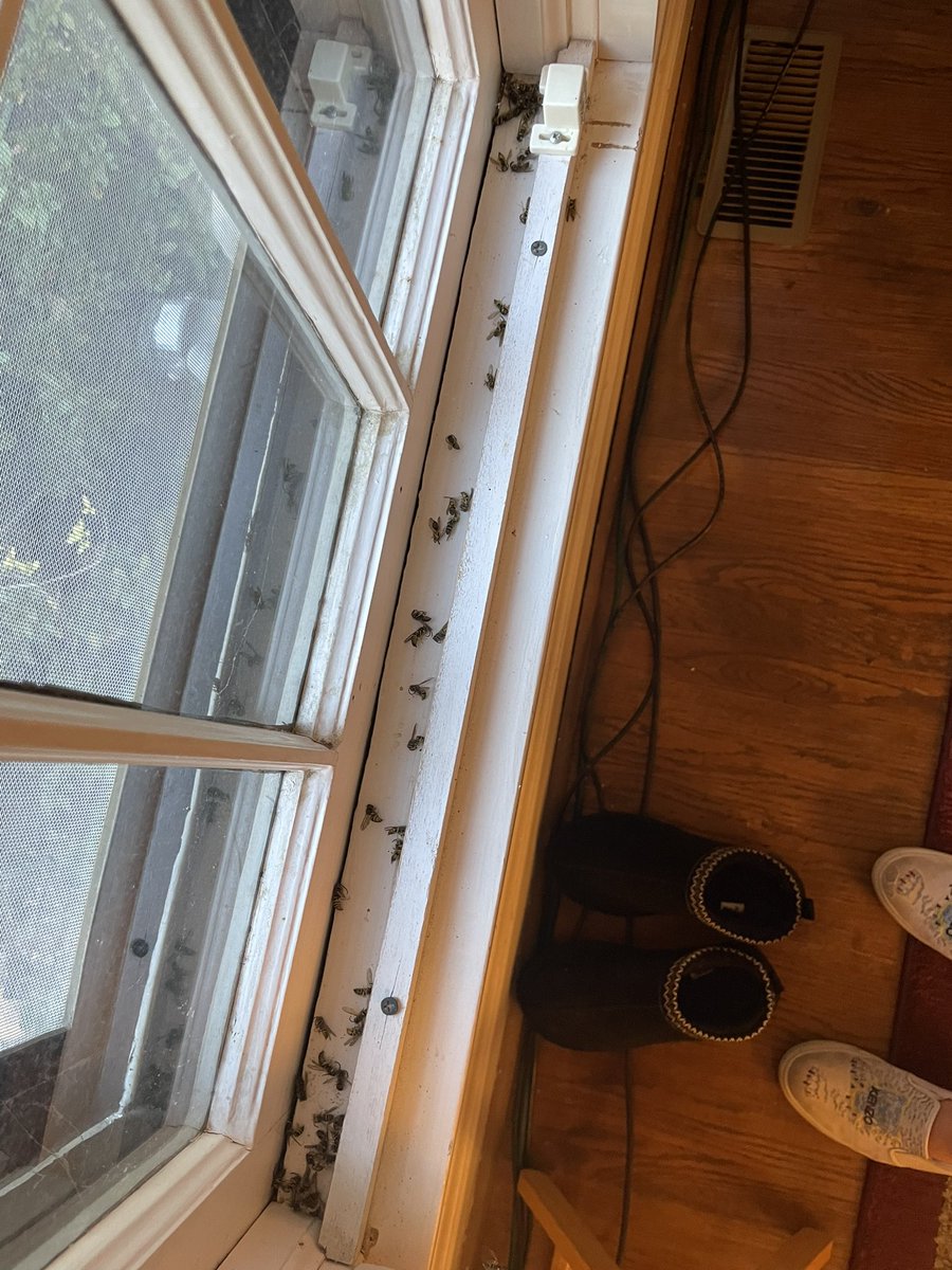 Dellebo's tweet photo. Dead bees in my moms window only mildly freaking out https://t.co/oXGF2AdUqA