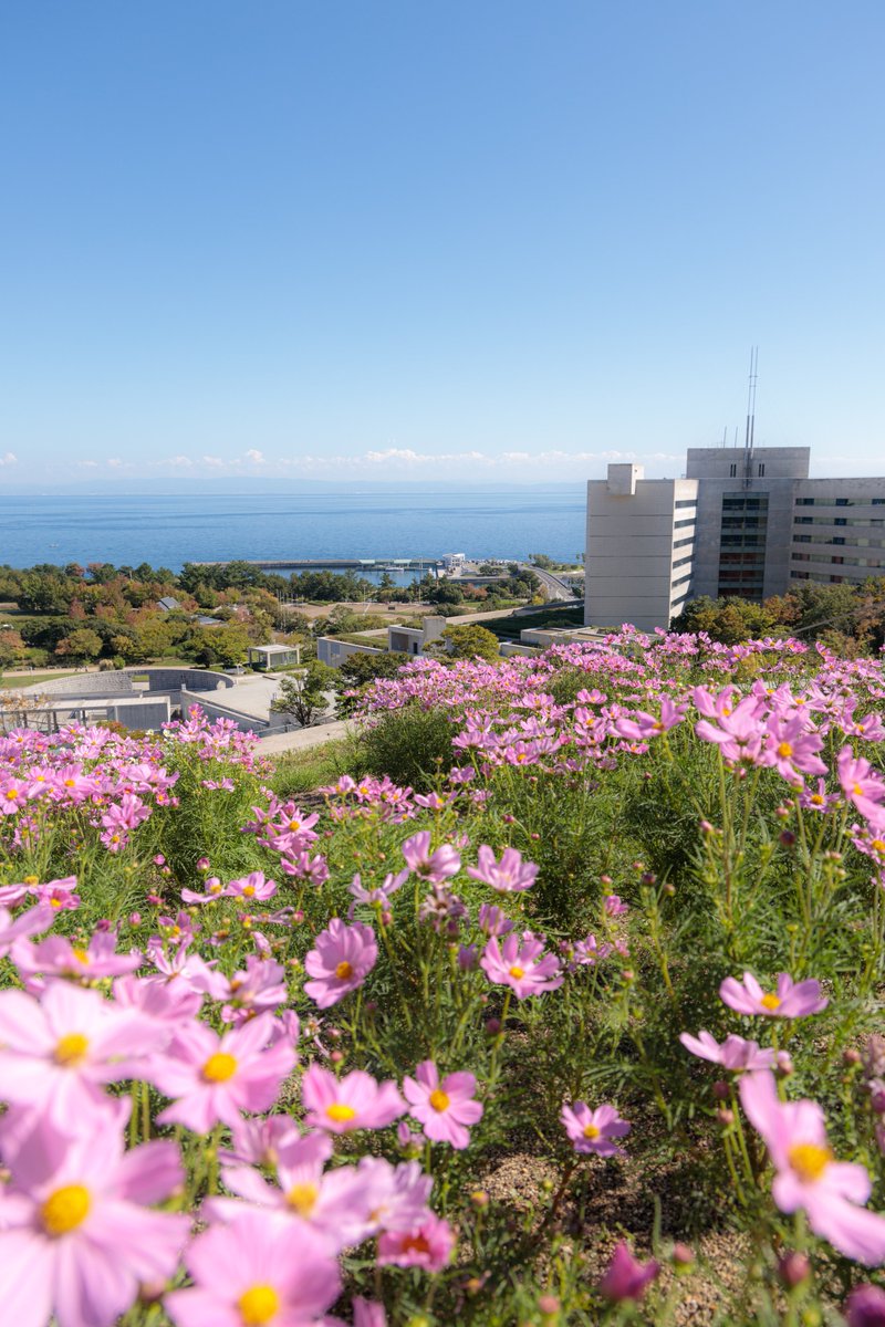 秋桜揺れる淡路夢舞台