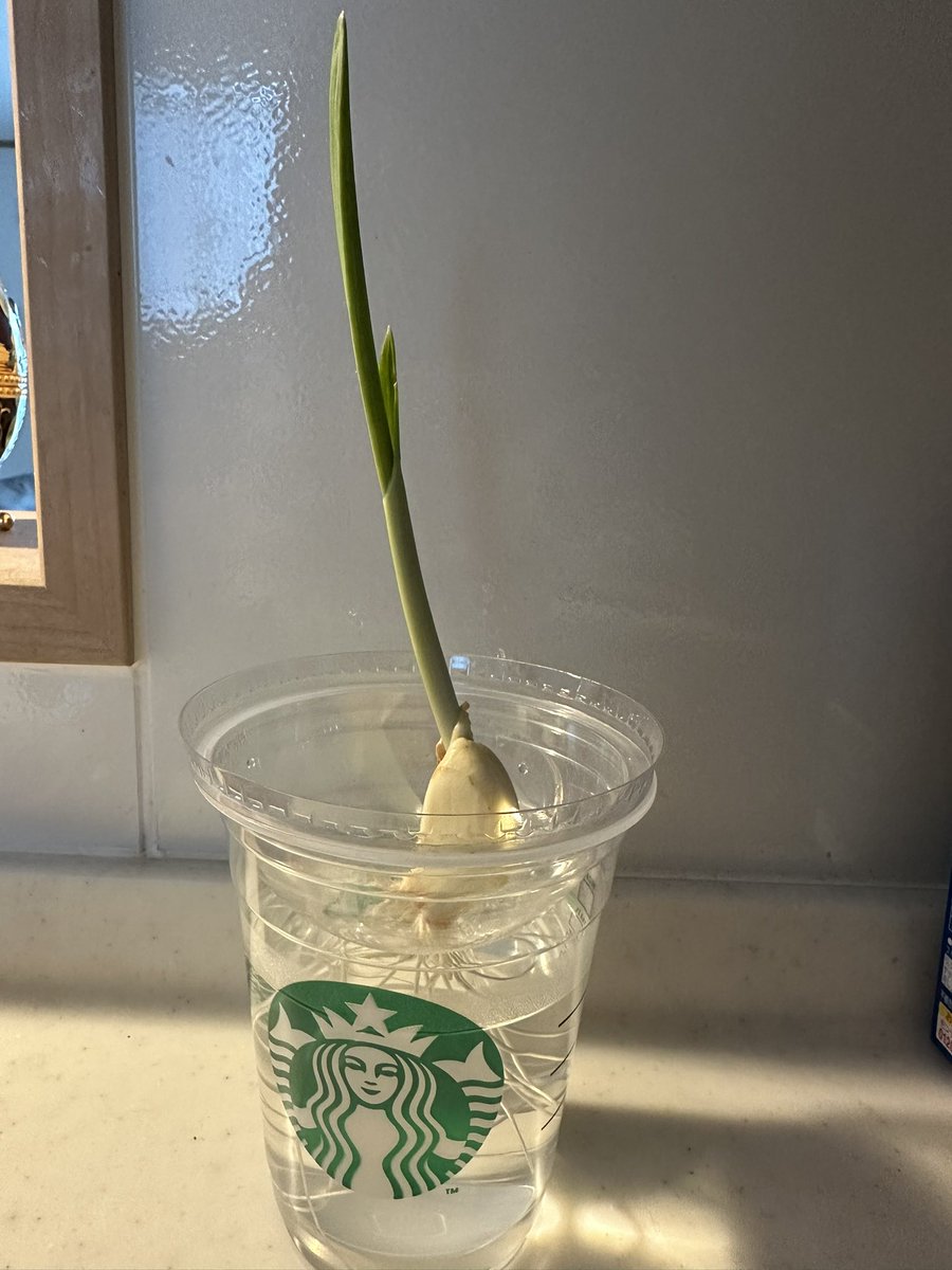 成長記録
#スプラウトニンニク #にんにく #水耕栽培