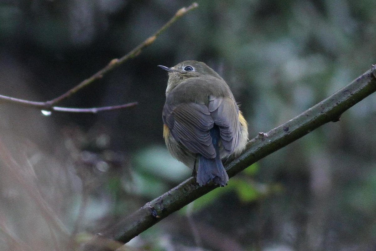 Richard Willison tweet media