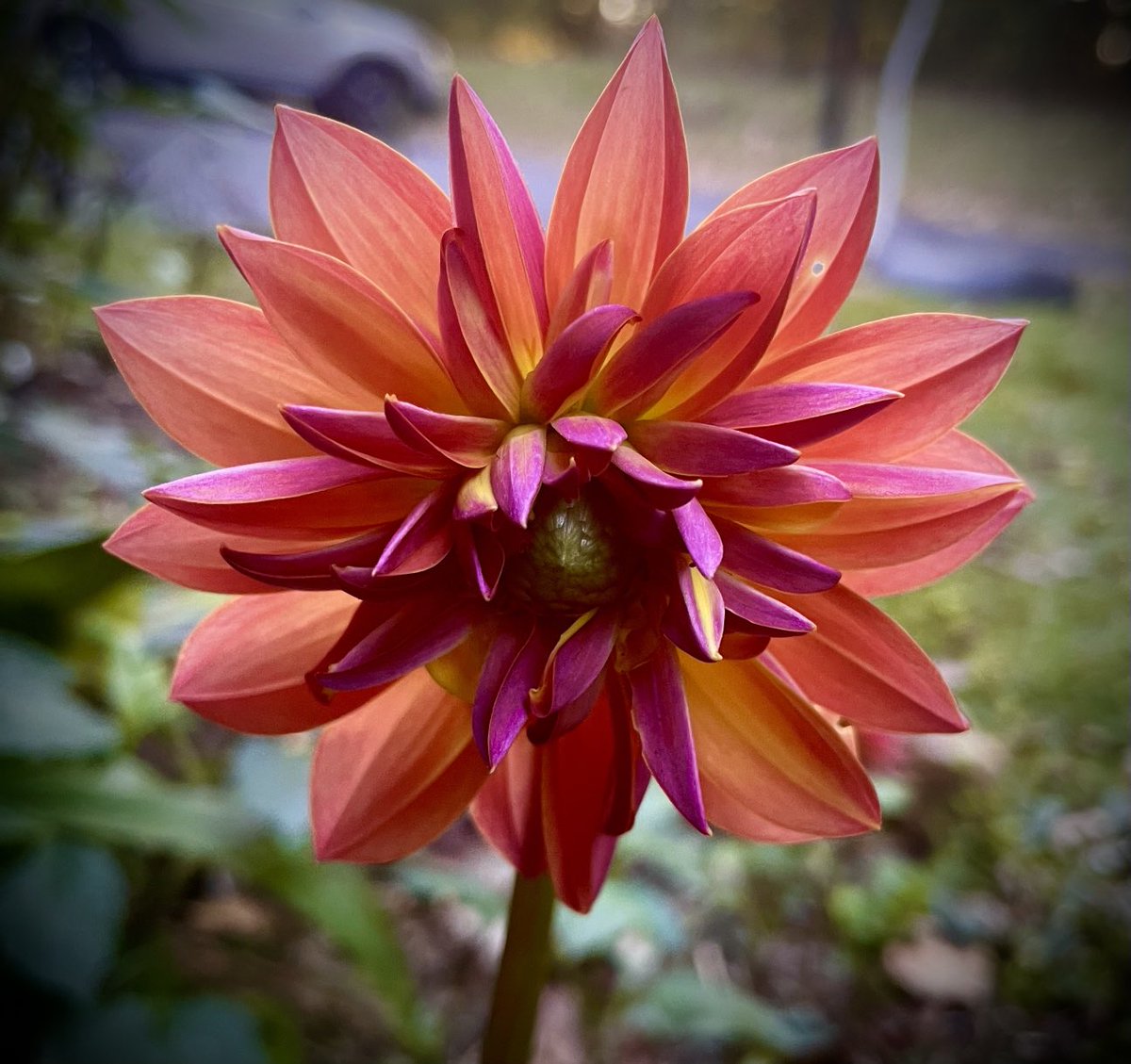 Dahlias are still here