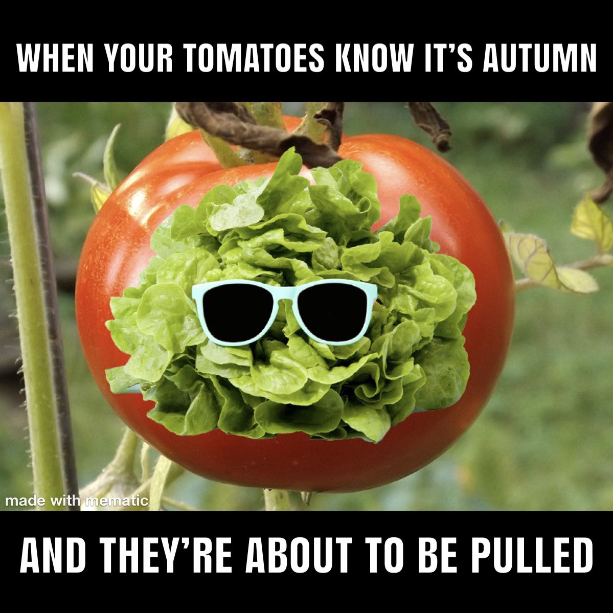 It’s okay, tomatoes, we’ll see you again next year 💚