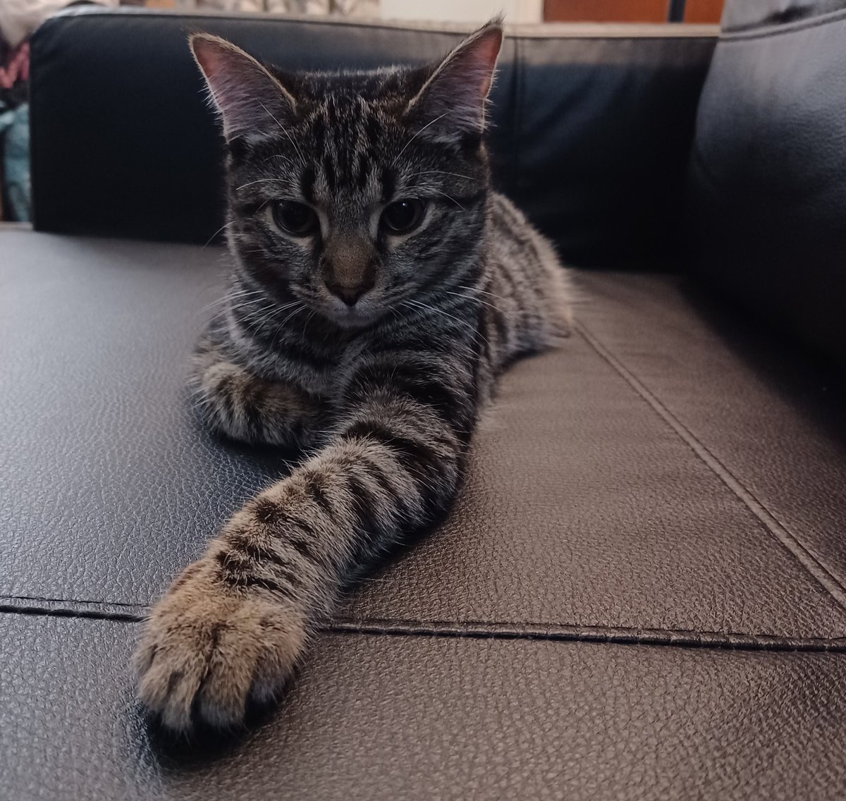 Marleydawn1's tweet photo. "Her leave me alone mom" face haha 🤣 #Kitty #Kitten #Baby #LilyBelle #6Months #QueenOfTheHouse 😻🐈😻🐈‍⬛🐱 https://t.co/fNBy7nPKzt