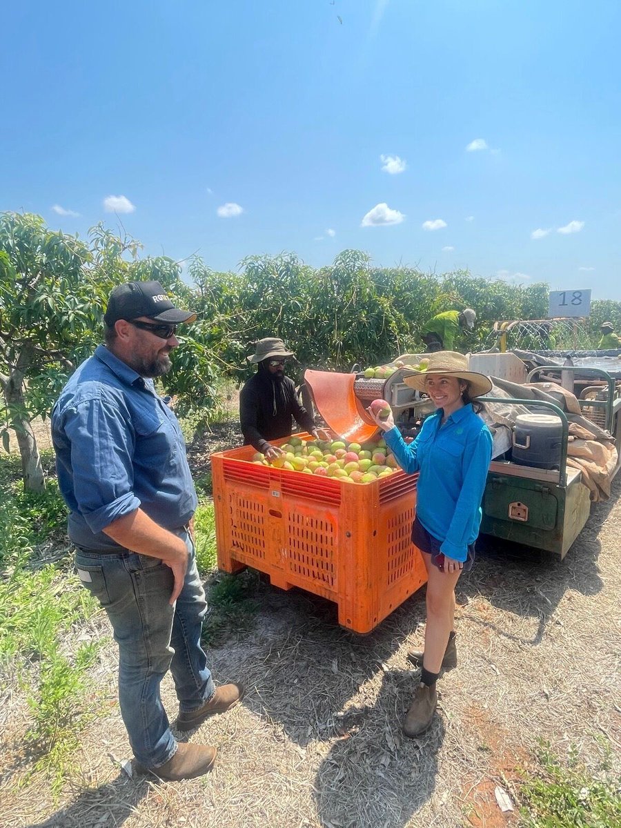 muirsco's tweet photo. Mango season is upon us! 🥭

Callum Hutchenson is checking out the Shelly variety of mangoes in Darwin, NT as they enter their peak harvest season.

Naish Bourchier and Mia Ross are gearing up for Katherine, NT to start their harvest season of the Calypso mango variety. https://t.co/2BC8GIjJhf