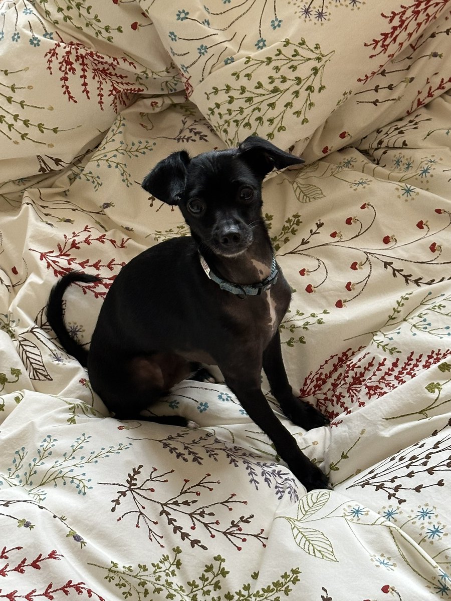 Eddie is lost. Missing from our house on 70 little cove road Gouldsboro ME at 11:15 on Oct 20. Any information please comment or message me. He’s never been on his own off leash.