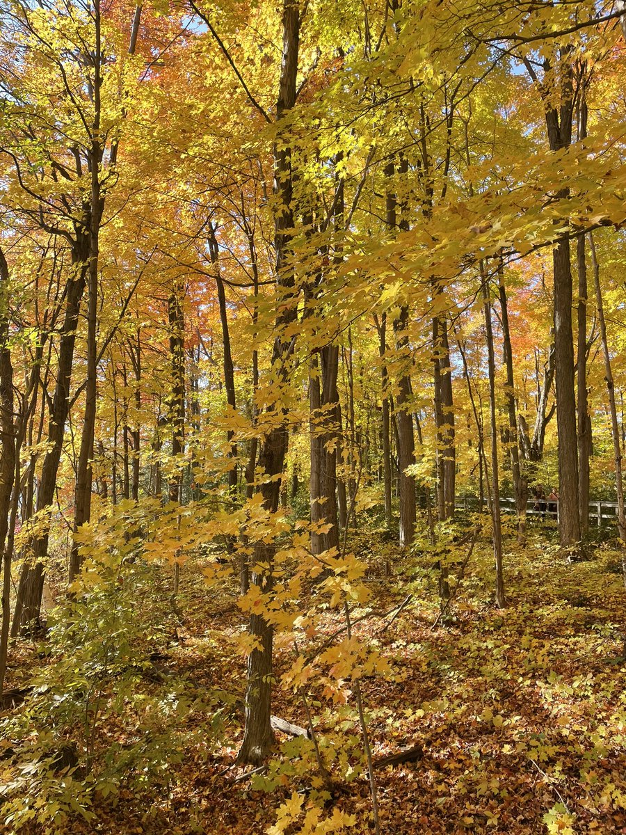 Squishmallow20's tweet photo. I love fall in Ontario. We decided to do a hike today… ended up being an 8k hike with 11,719 steps put in.
#fallinontario #fall #Ontario https://t.co/PQ47ywQqpc