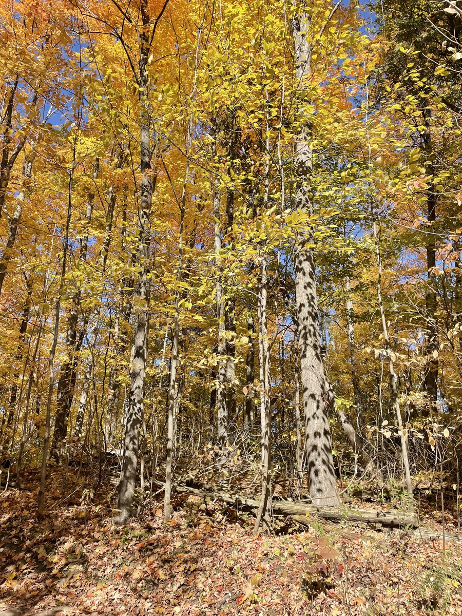 Squishmallow20's tweet photo. I love fall in Ontario. We decided to do a hike today… ended up being an 8k hike with 11,719 steps put in.
#fallinontario #fall #Ontario https://t.co/PQ47ywQqpc