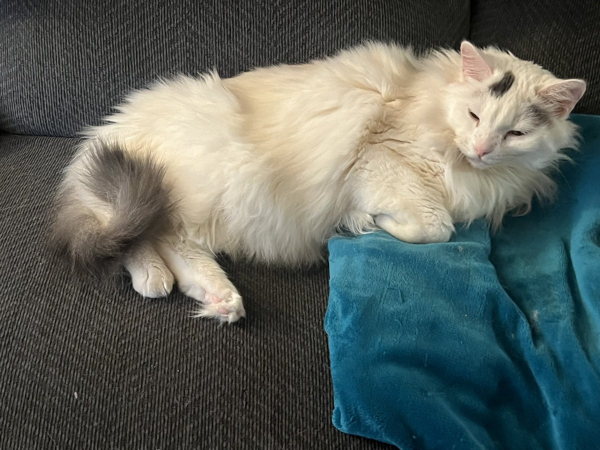 BitchestheCat's tweet photo. Early Evening #currentcatus https://t.co/XnSOSEJvwk