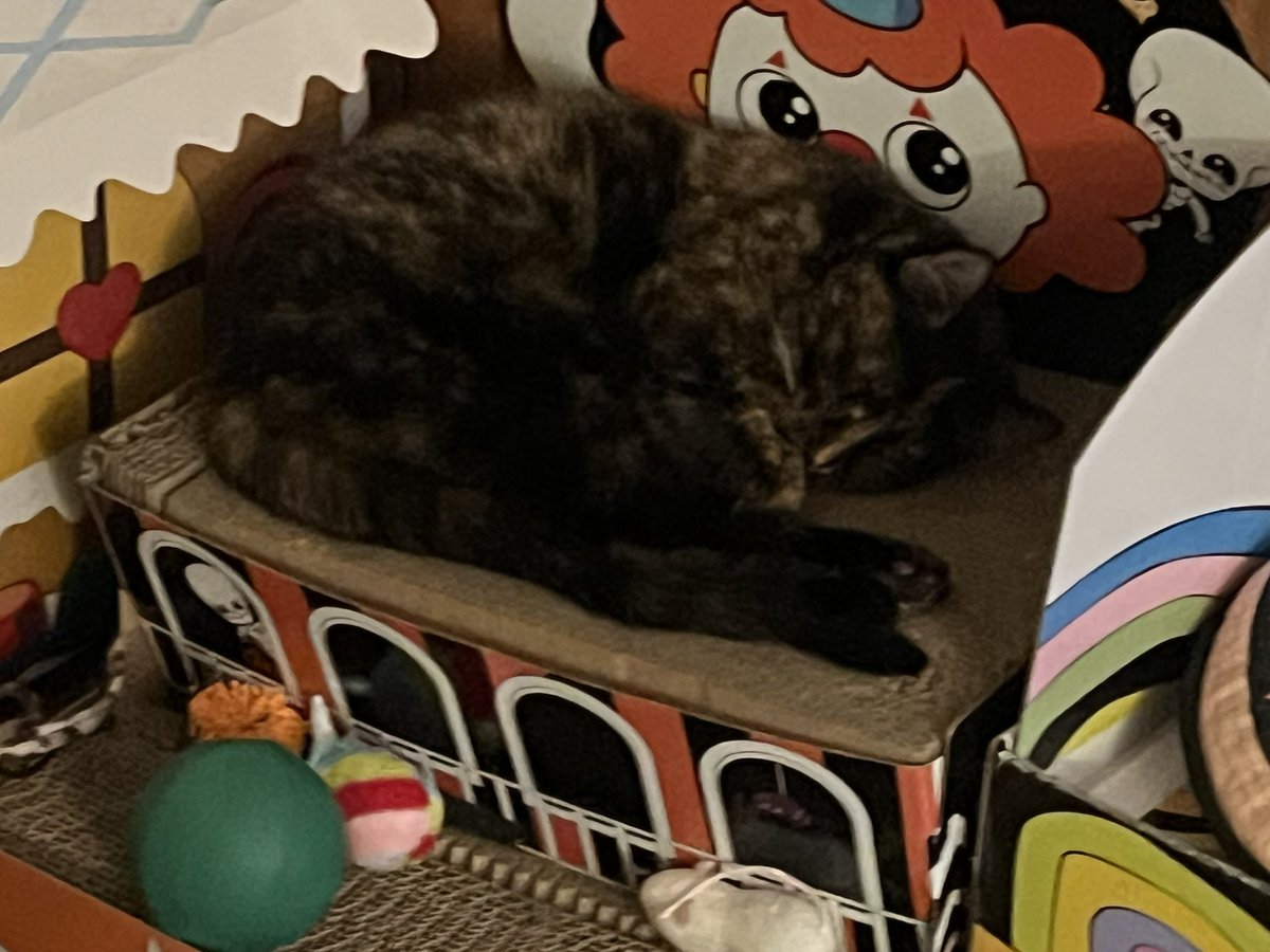 BitchestheCat's tweet photo. Early Evening #currentcatus https://t.co/XnSOSEJvwk