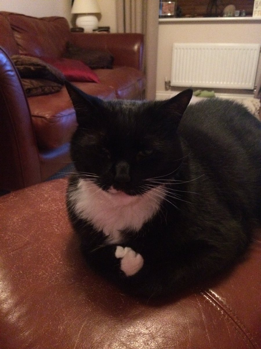 Loopyloopla68 🐈‍⬛🐈‍⬛🐈‍⬛🎼🎧 tweet media