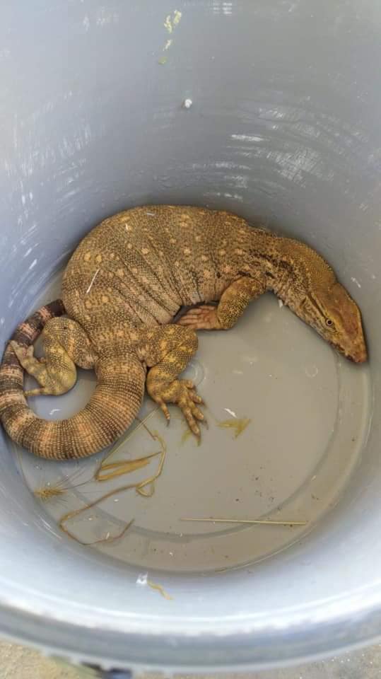 AleGIO33_'s tweet photo. Varanus griseus, Turkey  

From > https://t.co/sPM1YbwXMG

Facebook page > https://t.co/uapf6l69ZO

#Varanusgriseus #Varanusgriseusgriseus #desertmonitor #monitorlizard #çölvaranı #Psammosaurus https://t.co/PtrMgcEyPt
