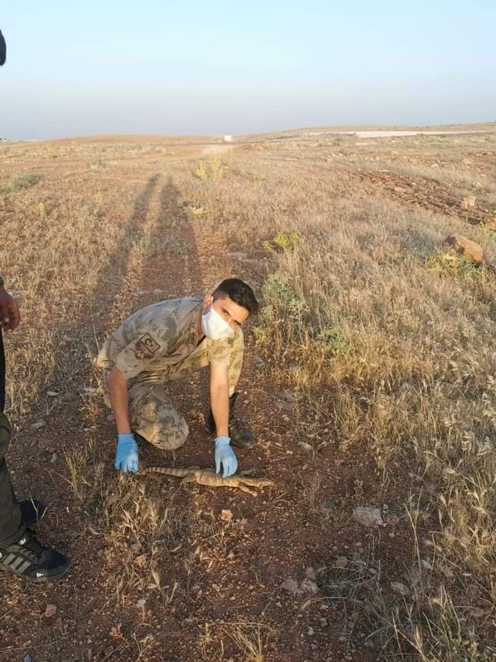 AleGIO33_'s tweet photo. Varanus griseus, Turkey  

From > https://t.co/sPM1YbwXMG

Facebook page > https://t.co/uapf6l69ZO

#Varanusgriseus #Varanusgriseusgriseus #desertmonitor #monitorlizard #çölvaranı #Psammosaurus https://t.co/PtrMgcEyPt