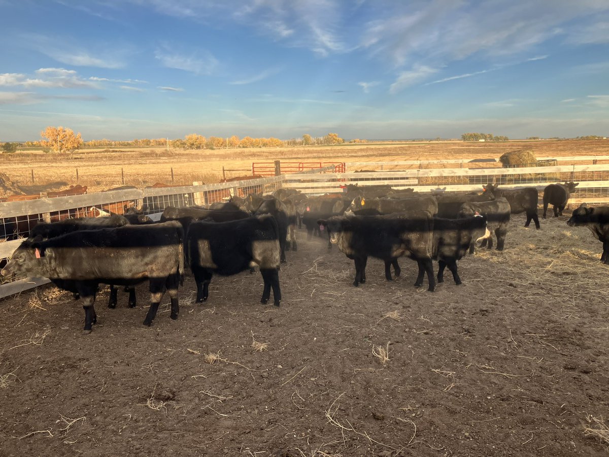 LyleB86419's tweet image. Weaning time for the heifers, the steers sell tomorrow at sugar valley stockyards