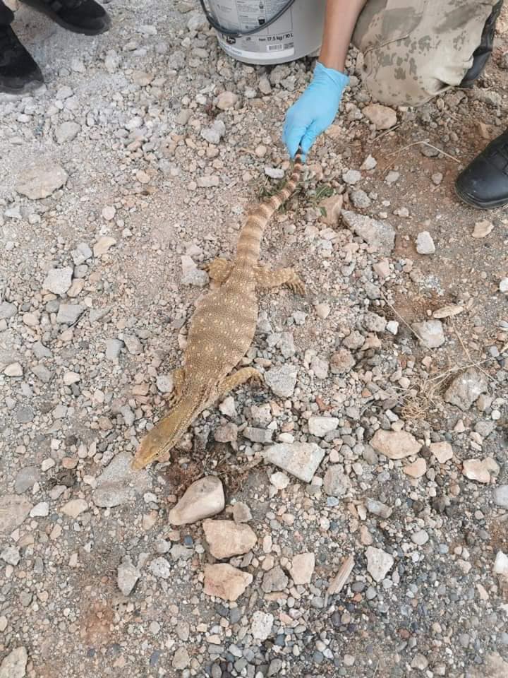 AleGIO33_'s tweet photo. Varanus griseus, Turkey  

From > https://t.co/sPM1YbwXMG

Facebook page > https://t.co/uapf6l69ZO

#Varanusgriseus #Varanusgriseusgriseus #desertmonitor #monitorlizard #çölvaranı #Psammosaurus https://t.co/PtrMgcEyPt