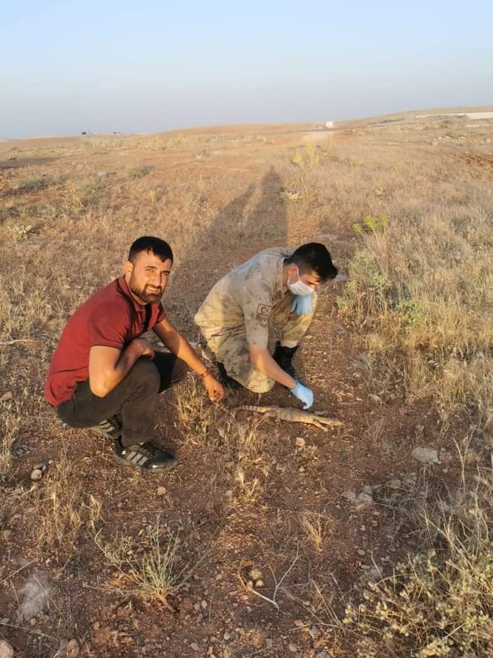 AleGIO33_'s tweet photo. Varanus griseus, Turkey  

From > https://t.co/sPM1YbwXMG

Facebook page > https://t.co/uapf6l69ZO

#Varanusgriseus #Varanusgriseusgriseus #desertmonitor #monitorlizard #çölvaranı #Psammosaurus https://t.co/PtrMgcEyPt