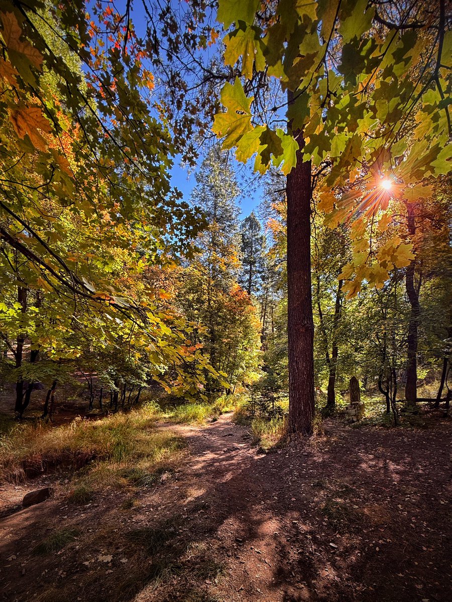 Allophile's tweet image. Autumn Sundays up in the forest above the desert—just aren’t enough of them….
In the Santa Catalinas, Tucson’s mountain backyard, this morning…
#getintotheoutthere @ThePhotoHour 
instagram.com/p/DBXWy1Jy8J0/…
@apple #shotoniPhone16pro