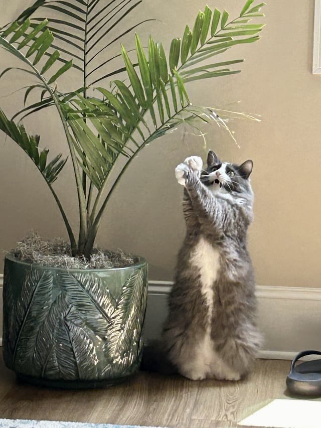 𖤐 ᵀᴼᵀᴬᴸᴸʸ 𓆩𓁺𓆪 ᴮᴵᵀᶜᴴᶜᴬᴷᴱˢ 𖤐 tweet media